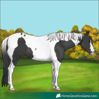 Horse Color:Black Tobiano 