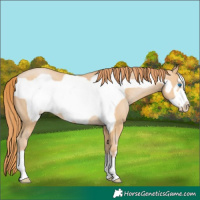 Horse Color:Smoky Black Pearl Frame