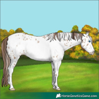 Horse Color:White Spotted Classic Champagne Frame Appaloosa
