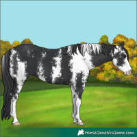 Horse Color:Black Sabino 