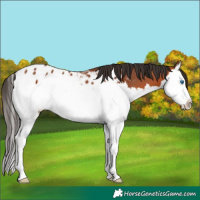 Horse Color:Bay Sabino Splash Blanket