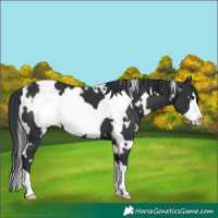 Horse Color:White Spotted Black Frame
