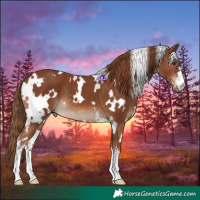 Horse Color:White Spotted Chestnut