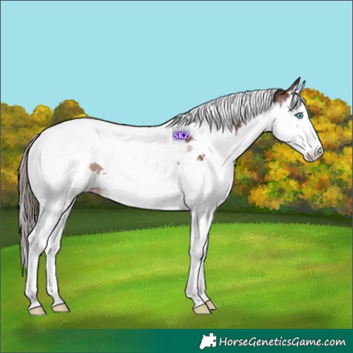 Horse Color:Liver Chestnut Splash Tobiano Rabicano 
