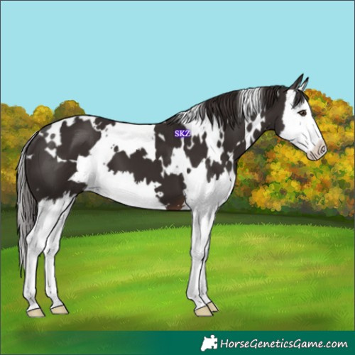 Horse Color:White Spotted Liver Chestnut Splash 
