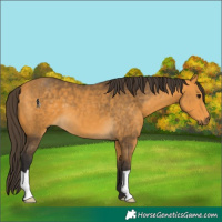 Horse Color:Buckskin 