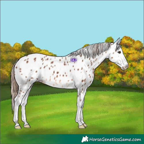 Horse Color:Chestnut Splash Appaloosa 