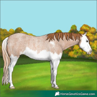 Horse Color:Red Roan Sabino Splash Rabicano 