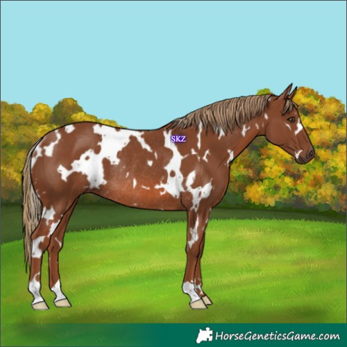 Horse Color:White Spotted Chestnut Rabicano 
