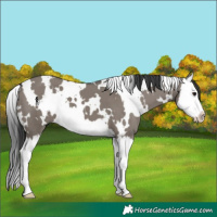 Horse Color:White Spotted Grullo Splash 