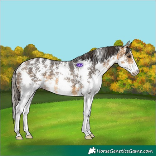 Horse Color:Buckskin Sabino Appaloosa Rabicano