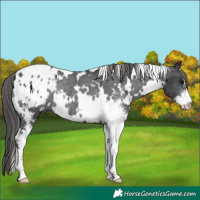 Horse Color:White Spotted Black Sabino Appaloosa Rabicano