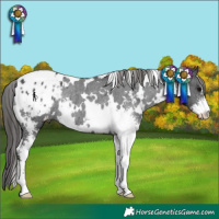Horse Color:White Spotted Black Sabino Appaloosa Rabicano