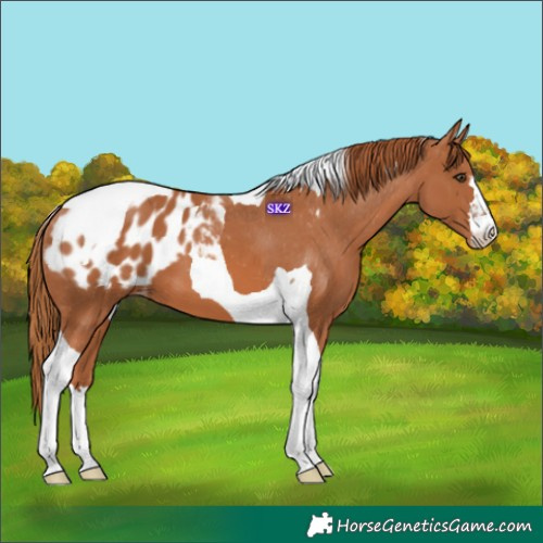 Horse Color:Chestnut Tobiano Blanket 