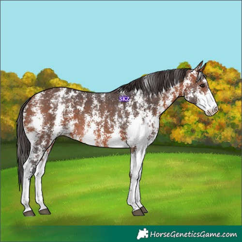 Horse Color:Bay Sabino 