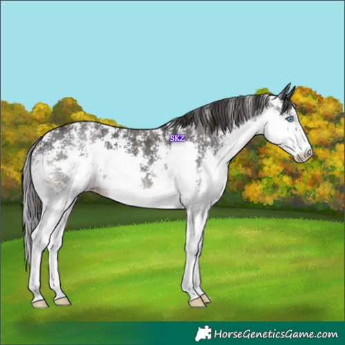 Horse Color:Smoky Black Sabino Splash 