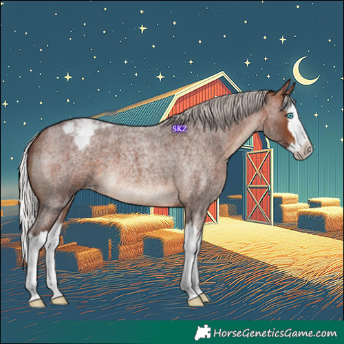 Horse Color:Silver Brown Roan Splash Appaloosa 