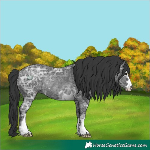 Horse Color:Black Ice Rabicano 