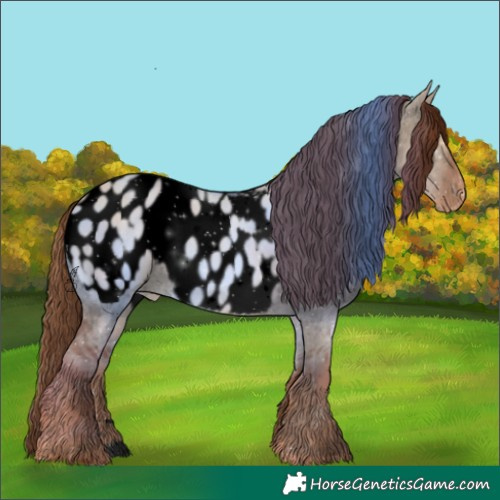 Horse Color:Void Red Dun Appaloosa 