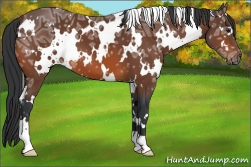 Horse Color:White Spotted Bay Ice 