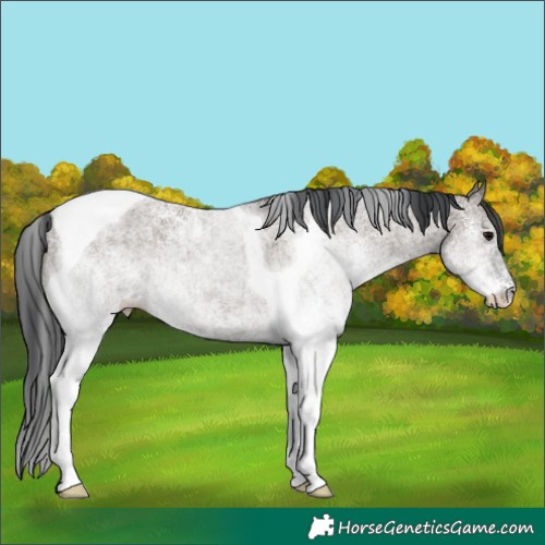 Horse Color:White Spotted Grullo Tobiano Rabicano 
