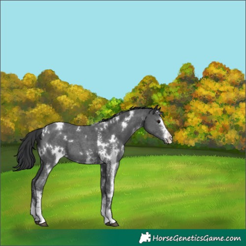 Horse Color:White Spotted Black Sabino 