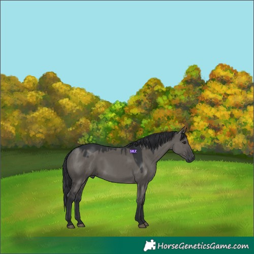 Horse Color:Grullo 