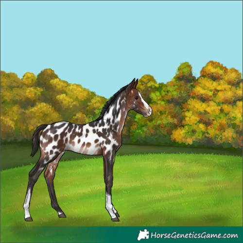Horse Color:Bay Splash Tobiano Appaloosa Rabicano 