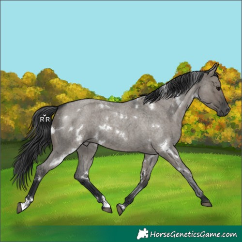 Horse Color:White Spotted Grullo Roan 