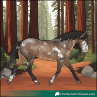 Horse Color:White Spotted Brown Dun Sabino Rabicano