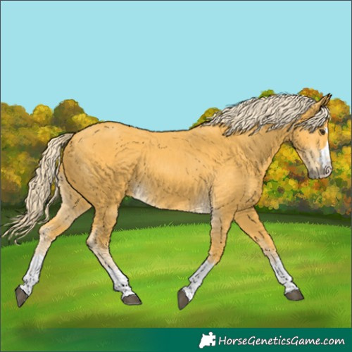 Horse Color:Palomino 