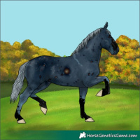 Horse Color:ERROR: UNKNOWN ANOMALY
