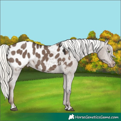 Horse Color:Liver Red Dun Mushroom Appaloosa 
