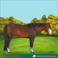Horse Color:Bay Sabino 