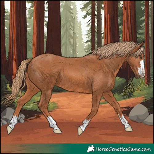 Horse Color:Chestnut 