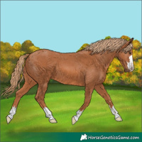 Horse Color:Chestnut 