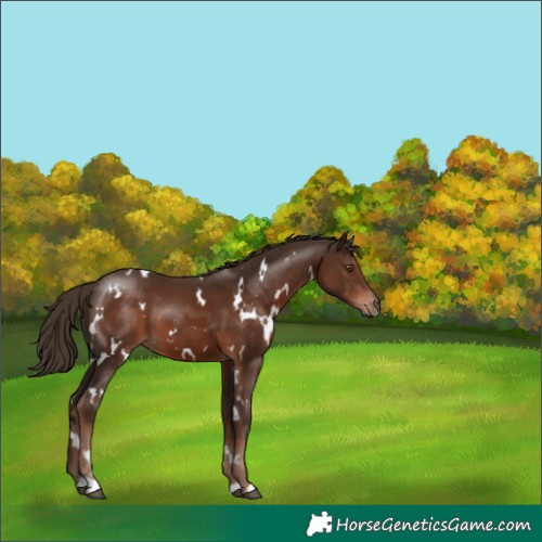 Horse Color:White Spotted Liver Chestnut