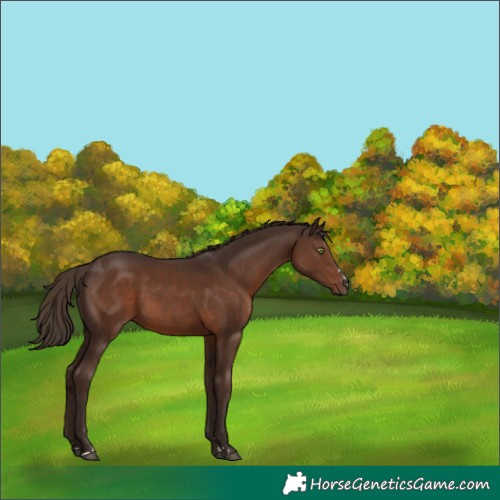 Horse Color:Liver Chestnut 