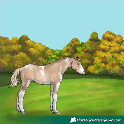 Horse Color:White Spotted Chocolate Palomino Pearl Tobiano 