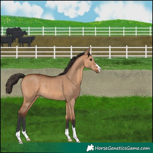 Horse Color:Bay Dun Rabicano 