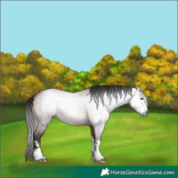 Horse Color:Gray Bay Dun 