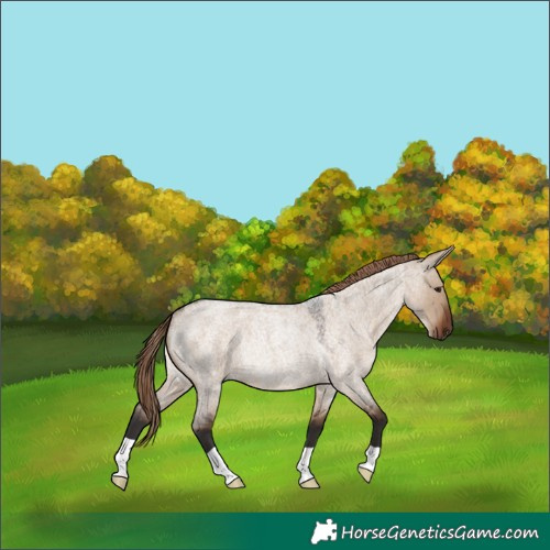 Horse Color:Liver Red Dun Roan Rabicano 