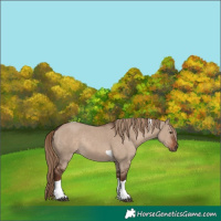 Horse Color:Liver Red Dun Tobiano Rabicano