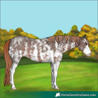Horse Color:Liver Chestnut Sabino
