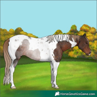 Horse Color:Liver Chestnut Tobiano Rabicano 