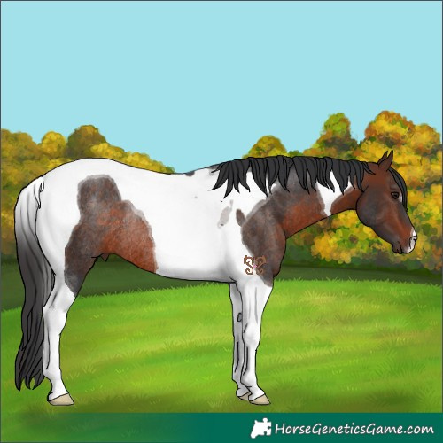 Horse Color:Brown Tobiano Rabicano 