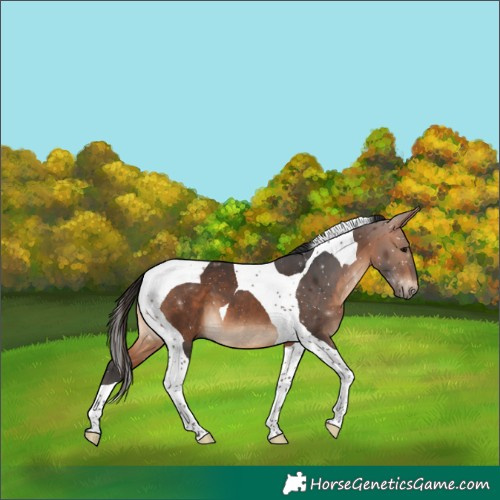 Horse Color:Bay Tobiano 