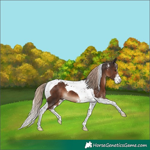 Horse Color:Liver Chestnut Sabino Tobiano 