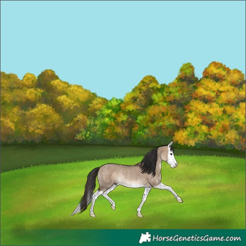 Horse Color:Bay Dun Splash Rabicano 