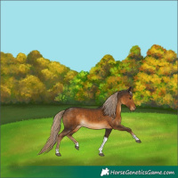 Horse Color:Chocolate Palomino Tobiano Rabicano